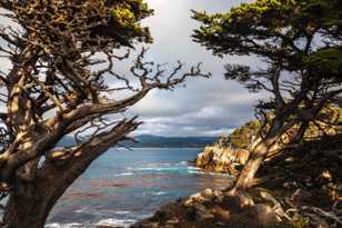 Point Lobos-8013 Point Lobos-8013